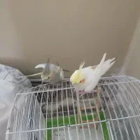 عروس هلندی|پرنده|شیراز, دشت چنار|دیوار