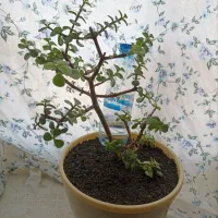 راهنمایی میکنم