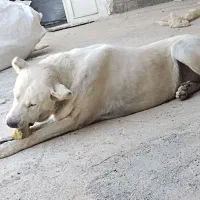 گمشده|حیوانات|بوکان, |دیوار