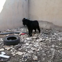 کهره|حیوانات مزرعه|خورموج, |دیوار