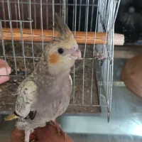 فروش عروس هلندی دستی|پرنده|مشهد, بهمن|دیوار