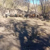 فروش میش و بز|حیوانات مزرعه|تفت, |دیوار