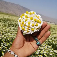 بذر گل بابونه بذر برای کاشت