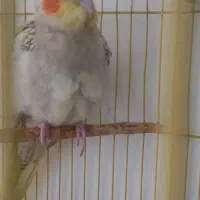 عروس هلندی گل باقالی