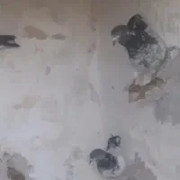 تیدی پاکستانی