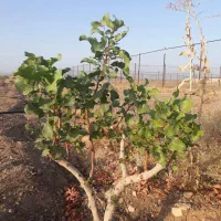 مزرعه ۴۰ هزار متری، سنددار،دیوار شده با تاسیسات|فروش زمین و ملک کلنگی|زرندیه, |دیوار