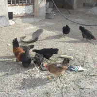 مرغ خروس خانگی جوان تخمگذار|حیوانات مزرعه|اصفهان, بابوکان|دیوار