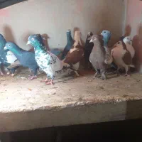 13تا کفتر بپر سالم بخاطر نداشتن وقت