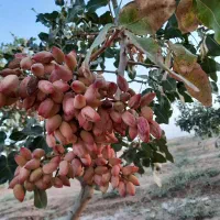 فروش باغ پسته  همراه ۲۴ ساعت واستخرشخصی