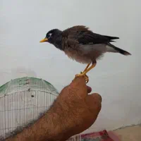 مرغ مینا