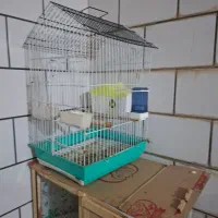 مرغ عشق با قفس|پرنده|شوش, |دیوار