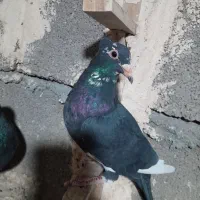 سلام فروشی|پرنده|کرمان, |دیوار