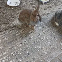 خرگوش