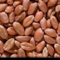 فروش.500کیلو .بذر گندم ابی.فقط زنگ پاسخگو هستم