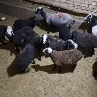 فروش ۸ عدد بره نرو ماده