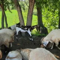 بز پاکستانی|حیوانات مزرعه|اردبیل, |دیوار