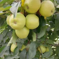 انواع نهال پربار و زودبازده|خدمات باغبانی و درختکاری|قروه, |دیوار