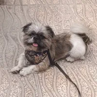 سگ شیتزو گمش ده|حیوانات|کرمان, |دیوار