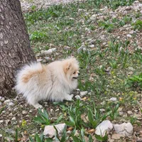 پامرانین خرسی سفید نر وارداتی کش ش