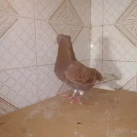 کبوتر غریب|حیوانات|رشت, معلولین|دیوار
