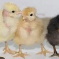 پخش جوجه مرغ و خروس محلی کشتنی (توی همه سن)|حیوانات مزرعه|کرمان, |دیوار