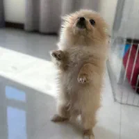 سگ پامر با تمام لوازم