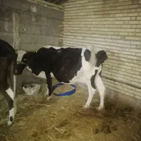 گاوباگوساله نر