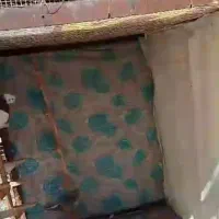 پرنده قفسی
