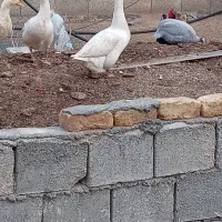 غوغاز لیندا و مرغ شاخدار و خروس