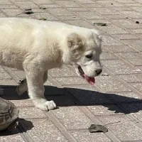 توله آلابای شجره دار|سگ|کرج, گوهردشت|دیوار