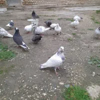 کفتر های بندرترکمن