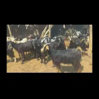 فروش ۲۰۸ راس بز داشتی