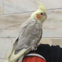 عروس هلندی|پرنده|اردکان, |دیوار