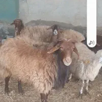 قوچ هموچندقلوزا