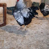 خروس ویاندوت