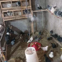 کبوتر|پرنده|جلفا, |دیوار