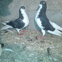یک جفت خوشرنگ