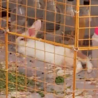 واگذاری رایگان خرگوش فقط به خانواده خوب|موش و خرگوش|تهران, نیلوفر|دیوار