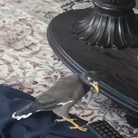 مرغ مینا