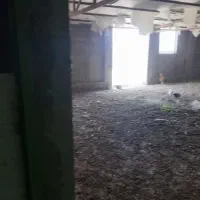 گاوداری ، اطراف ملکان .|فروش دفتر صنعتی، کشاورزی، تجاری|بکتاش, |دیوار