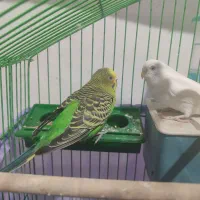 ۲عدد مرغ عشق