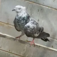 کبوتر کفتر پریده خراب کرده