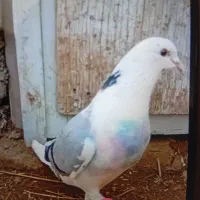 کبوتر|کلکسیون و سرگرمی|گمیشان, |دیوار