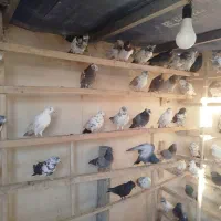 کفتر  حرفه ای|پرنده|قم, آزادگان|دیوار