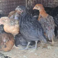 جوجه محلی و جهادی بلدرچین جوجه رنگی. مرغ.خروس بزرگ