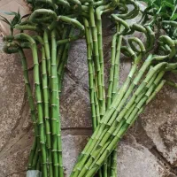 گل قطره باران یوکا.اکوبا