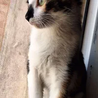 واگذاری گربه|گربه|بندر ماهشهر, |دیوار