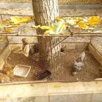 مرغ و خروس سبرایت مینیاتوری|حیوانات مزرعه|الیگودرز, |دیوار