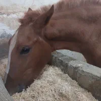 کره مادیان کرد اصل|اسب و تجهیزات اسبسواری|تهران, بوستان ولایت|دیوار