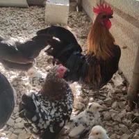 مرغ و خروس چینی خیلی قشنگ و سالم رامسر سادات شهر|حیوانات مزرعه|کتالم و سادات شهر, |دیوار